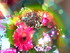 Le bouquet de fleurs féeries 