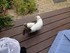 Les chats de Louise19 (ma cous
