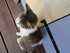 Les chats de Louise19 (ma cous
