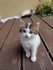 Les chats de Louise19 (ma cous