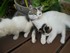 Les chats de Louise19 (ma cous