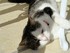 Les chats de Louise19 (ma cous