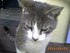 Les chats de Louise19 (ma cous