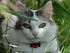 Les chats de Louise19 (ma cous