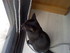 Luigi, mon petit chaton d'amou
