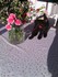 Luigi et les fleurs