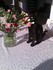 Luigi et les fleurs