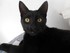 Le regard de Luigi (mon chat)