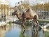 Les Animaux de la place (à la