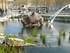 Les Animaux de la place (à la
