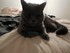 Berlioz (le chat de mes grands