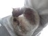 Luigi le chat de 7 mois