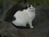 Luigi et minou (le chat du voi