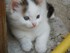 Exposé sur les chats : les se