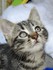 Exposé sur les chats : les se