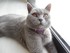 Exposé sur les chats : les se