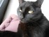 Exposé sur les chats : les se