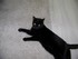 Luigi, le chat joueur