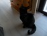 Luigi, le chat de 10 mois