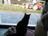 Luigi, le chat de 10 mois