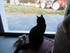 Luigi, le chat de 10 mois