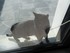 Luigi, le chat de 10 mois