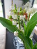 Sur la route du muguet