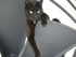 Luigi, le chat de 11 mois