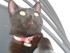 Luigi, le chat de 11 mois