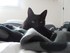 Luigi, le chat de 11 mois