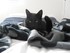 Luigi, le chat de 11 mois