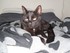 Luigi, le chat de 11 mois