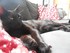Le Bombay (race de chat)