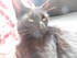 Le Bombay (race de chat)