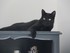 Le Bombay (race de chat)