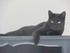 Le Bombay (race de chat)