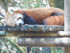 Le petit panda roux (Ailurus f
