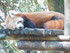 Le petit panda roux (Ailurus f