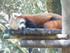 Le petit panda roux (Ailurus f