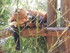 Le petit panda roux (Ailurus f