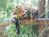Le petit panda roux (Ailurus f