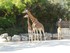 La girafe (Giraffa cameloparda