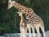 La girafe (Giraffa cameloparda