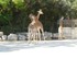 La girafe (Giraffa cameloparda