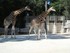 La girafe (Giraffa cameloparda