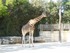 La girafe (Giraffa cameloparda