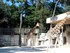 La girafe (Giraffa cameloparda