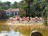 Les flamants roses (du Chili e