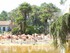 Les flamants roses (du Chili e
