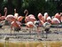 Les flamants roses (du Chili e